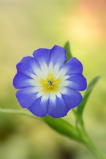 Tricolour bindweed or tricolour bindweed (Convolvulus tricolor), flower, North Rhine-Westphalia,