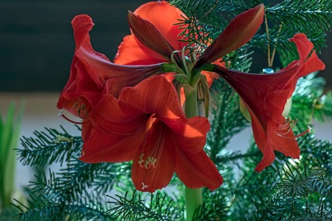 Amaryllis blossoms (Amaryllis), Bavaria, Germany, Europe