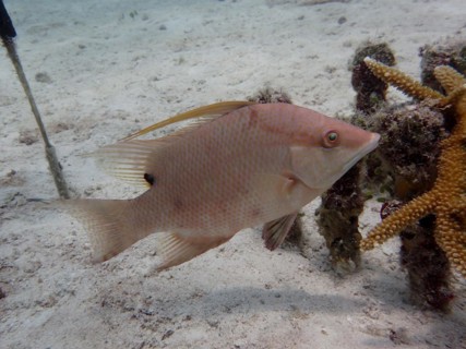 Hogfish (Lachnolaimus maximus), changes colour, dive site Nursery, Tavernier, Florida Keys,