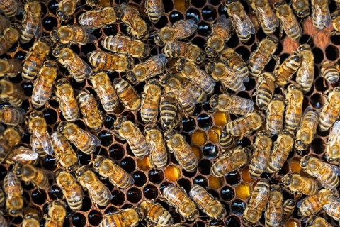 Western honey bee (Apis mellifera) fruit blossom, honeycomb, beehive, petals, honey bee, beekeeper,