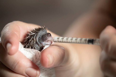 European hedgehog (Erinaceus europaeus) juvenile baby animal being fed milk from a syringe while in