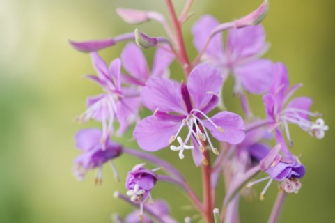Blooming sally (Epilobium angustifolium), North Rhine-Westphalia, Germany, Europe