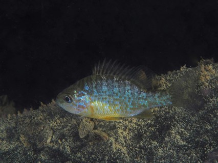 Pumpkinseed sunfish (Lepomis gibbosus) at night, dive site Pumpwerk Rüschlikon, Lake Zurich, Canton