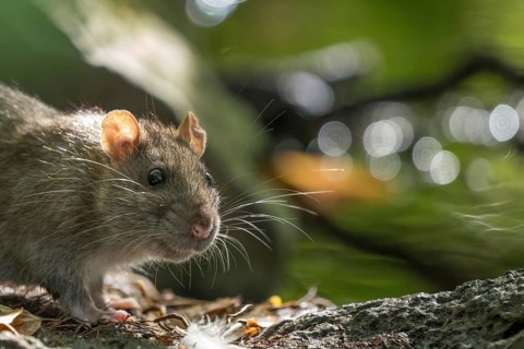 Close-up of a Norway rat (Rattus norvegicus) on the bank of a stream. The rat is standing on a
