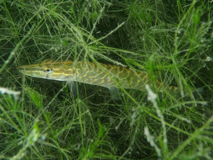 A pike (Esox lucius) hides among aquatic plants under water. Dive site Wildsau, Berlingen, Lake