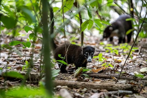 White-nosed coati (Nasua narica), adult, in the rainforest, Corcovado National Park, Osa, Puntarena