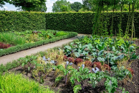 Garden with a path lined with lush green foliage, various vegetable plants such as kale and lettuce