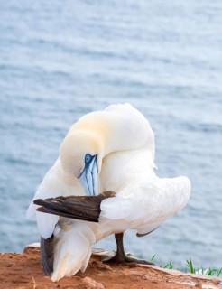 Northern gannet (Morus bassanus) (synonym: Sula bassana) preening its plumage, plumage care on a