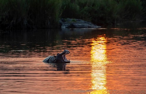 Hippopotamus (Hippopatamus amphibius) yawning, mouth open, in the water at sunset, Sabie River,