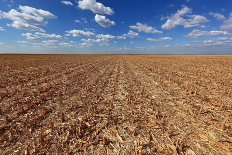 Romania, in the south of the country, maize field after the harvest, harvested, Europe