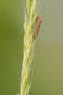 Caddisfly (Leptoceridae spec.) with dewdrops, North Rhine-Westphalia, Germany, Europe