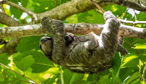 Brown-throated sloth (Bradypus variegatus) with baby climbing a tree, Cahuita National Park, Costa