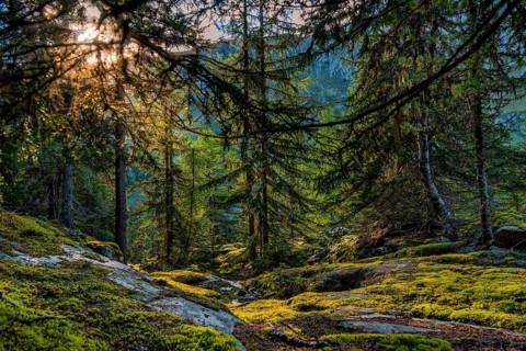 Hiking trail in the Swiss stone pine forest, Swiss stone pine (Pinus cembra), light mood,