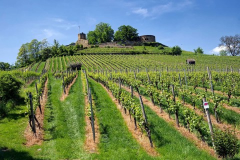 Vineyards at the Weibertreu castle ruins, Weinsberg, Neckargemünd, Baden-Württemberg, Germany,