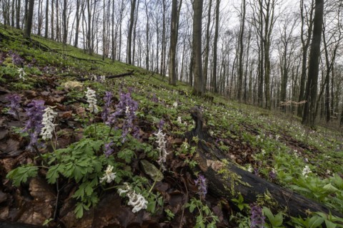Hollow larkspur (Corydalis cava), Bad Iburg, Lower Saxony, Germany, Europe
