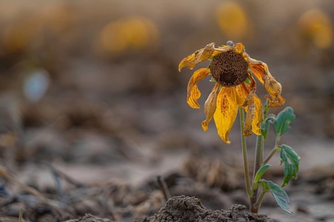 Close up of sad withered sunflower with copy space. Generative AI, AI generated