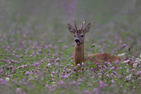 Roebuck in the clover field, Wittlich, Rhineland-Palatinate, Germany, Europe