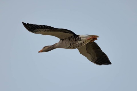 A greylag goose (Anser anser) flies in the blue sky, wings moving powerfully, Lake Neusiedl