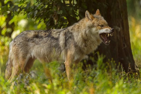 Wolf (Canis lupus), growling wolf stands on alert in a lush, green forest, Wolf (Canis lupus),