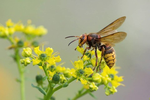 A european hornet (Vespa crabro) sits on a yellow flower, common rue (Ruta graveolens), and sucks