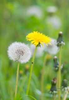 Yellow flower next to a dandelion on a blurred green background, symbolising transformation,