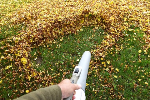Remove withered leaves, autumn leaves in the garden, Schleswig-Holstein, Germany, Europe