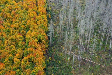 Mixed woodland next to dead spruce forest, destruction from European spruce bark beetle (Ips