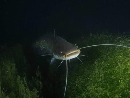 A catfish (Silurus glanis), Waller, swims amidst underwater plants in the dark water. Dive site