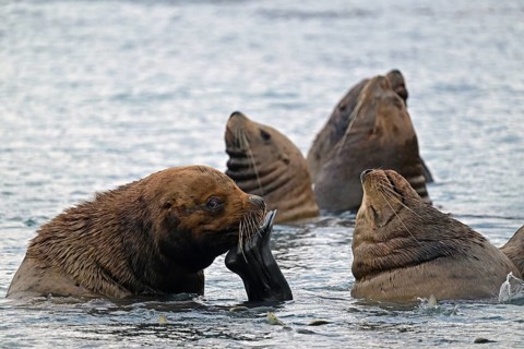 Several Steller sea lions (Eumetopias jubatus) swimming at rest in the water, Prince William Sound