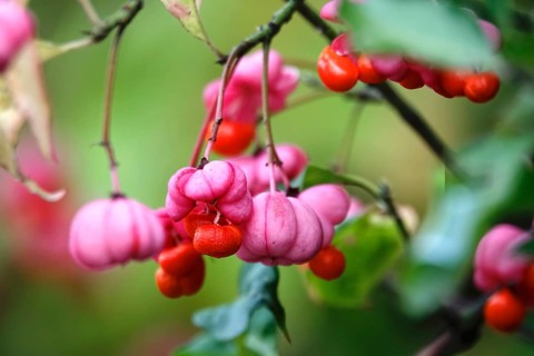 European spindle (Euonymus europaeus), October, Germany, Europe