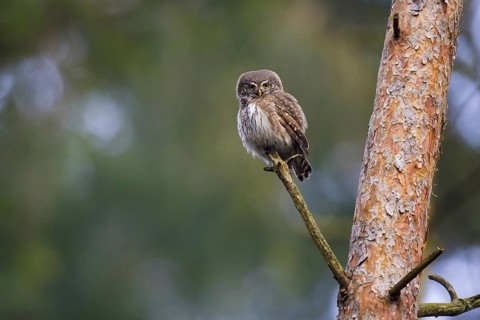Eurasian pygmy owl (Glaucidium passerinum) (Strix passerina) perched in tree in coniferous forest