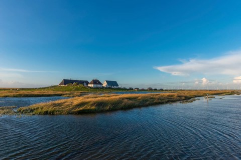 Hamburger Hallig, Reußenköge, North Frisia, dwelling mound, reed houses, grasses, sheep, evening