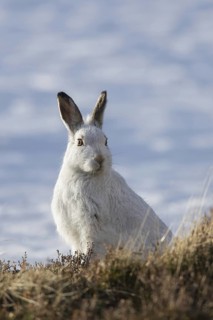 Mountain hare (Lepus timidus), Alpine hare, snow hare in white winter pelage, Cairngorms National