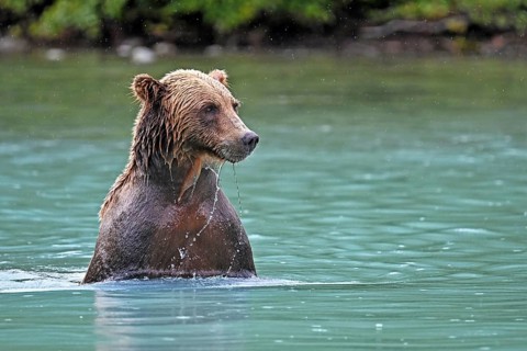 Brown bear (Ursus arctos) standing on the shallow ground in the water looking for salmon, Lake