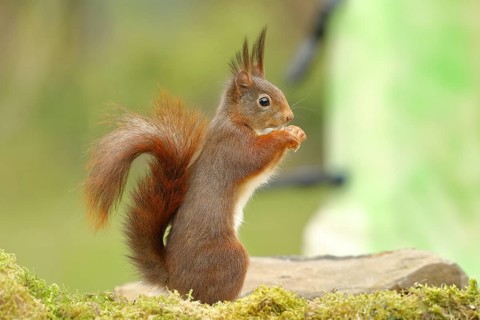 Eurasian red squirrel (Sciurus vulgaris), at a bird feeder in the garden, wildlife, Wilden, North