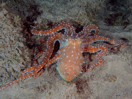 White spotted octopus (Callistoctopus Octopus macropus) at night. Dive site El Cabron Marine