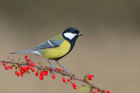 Great tit (Parus major) on green red barberry (Berberis thunbergii) with red berries in autumn,