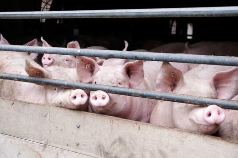 Domestic pig (Sus scrofa domesticus), pigsty, look, Germany, Several pigs in their sty look