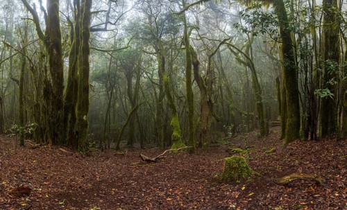 Cloud forest, laurel forest, Garajonay National Park, UNESCO World Heritage Site, La Gomera, Canary