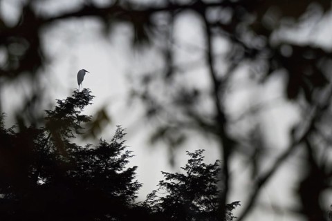 An egret (Ardea alba) in silhouette on a tree in front of a mystical background, Hesse, Germany,