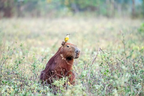 Grassland tyrant (Machetornis rixosa), sitting on the head of a Capybara (Hydrochoerus