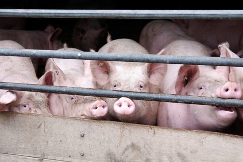 Domestic pig (Sus scrofa domesticus), pigsty, look, Germany, Several pigs look curiously through