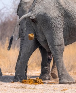 African elephant (Loxodonta africana), adult male, from behind, pooping and peeing, animal faeces,