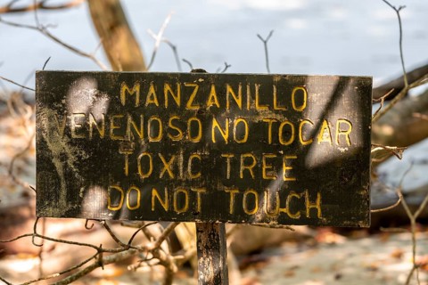 Warning sign for poisonous tree Manchinel tree (Hippomane mancinella), Do not touch, Manuel Antonio