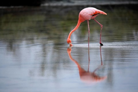 Cuba flamingo (Phoenicopterus ruber), Galapagos flamingo (Phoenicopterus ruber glyphorhynchus),