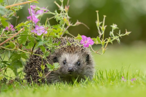 European hedgehog (Erinaceus europaeus) adult animal on a garden lawn under flowering pink geranium
