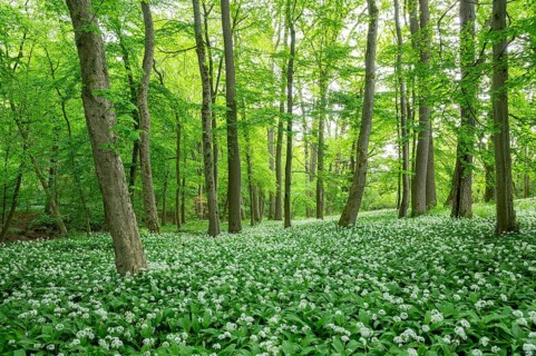 Near-natural deciduous forest with flowering ramson (Allium ursinum), Lower Saxony, Germany, Europe