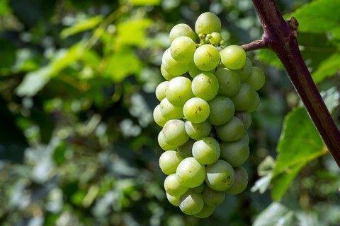 White grapes, grapes, noble grape vine (Vitis vinifera), fruit stand, Baden-Württemberg, Germany,
