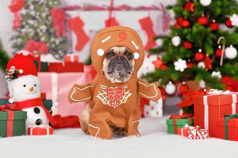 Funny dog Christmas costume. French Bulldog wearing gingerbread outfit with arms surrounded by