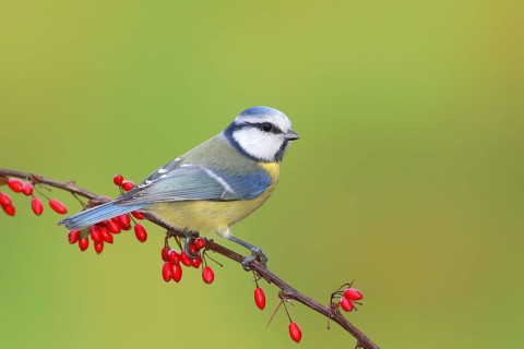 Blue Tit (Parus caeruleus) on Green Barberry (Berberis thunbergii) with red berries in autumn,